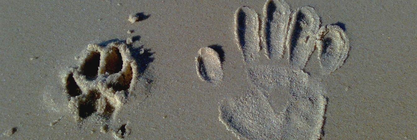 dog paw print in sand next to human hand