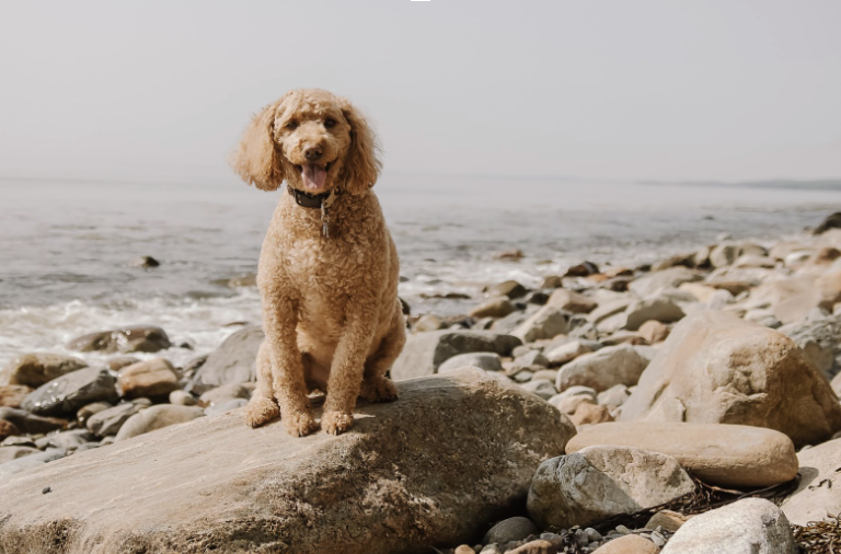 dog on beach in Maine