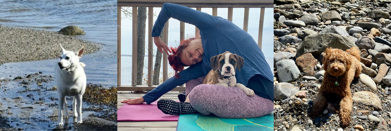 dogs on beach and dog with owner doing yoga